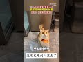 长的好漂亮的猫猫啊，这尾巴甩到心里去了 shorts