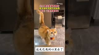 长的好漂亮的猫猫啊，这尾巴甩到心里去了 #shorts