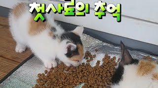 [길고양이 삶] 첫 사료의 추억 / 사료를 처음 맛본 쬐깐이 새끼들의 반응 / 앉으나 서나 새끼들생각, 쬐깐이 / 잠깐 놀러온 놀부