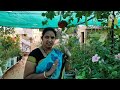 మిద్దె తోట లో 60 రకాల మందార పువ్వులు growing 60colours of hybiscus on terrace sirisgardentour tgb