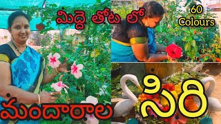 #మిద్దె తోట లో 60 రకాల మందార పువ్వులు#growing 60colours of hybiscus on terrace#sirisgardentour#tgb