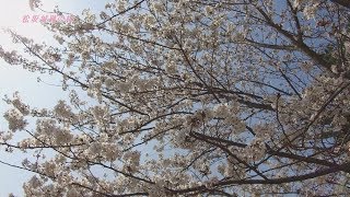 松坂城跡の桜が見頃