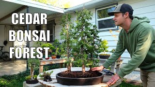 Creating a Cedar Bonsai Forest