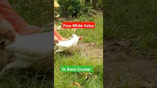 Pure White Kelso vs Bone Crusher