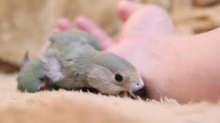 【コザクラインコ】新しい仲間が増えました