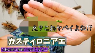 【多肉植物】実験中に衝撃の姿になりました…