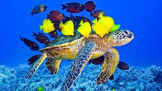 Beautiful Relaxing Music, Underwater Tropical fish, Coral reefs, Sea Turtles by Waking Up Happy #3