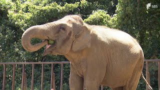 開園時からの人気者ゾウの「ダンボ」57歳に 日本平動物園で誕生会＝静岡