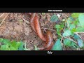 trigoniulus corallinus millipede nature animals hot video