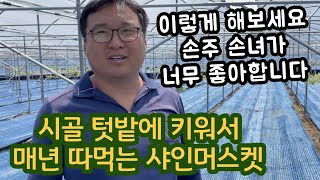 시골 텃밭에서 샤인머스켓 키우고 싶다면 참고 사항 귀농 귀촌 텃밭 포도농사