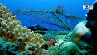 2017 HD Documentary On Coral - AFRICAN WONDERFUL CORAL REEF