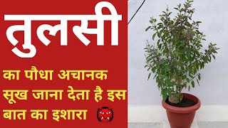 tulsi plant care tips | तुलसी का पौधा अचानक सूख जाना देता है इस बात का इशारा