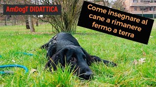 AmDogT DIDATTICA Come insegnare al cane a rimanere fermo a terra