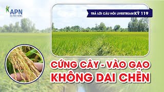 APN - CỨNG CÂY VÀO GẠO KHÔNG DAI CHẼN | TRẢ LỜI CÂU HỎI LIVESTREAM KỲ 119