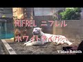 nifrel ホワイトタイガー