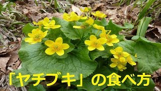 【北海道観光】「ヤチブキ」の食べ方