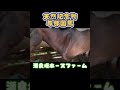 与那国馬 ヨナグニウマ 瀬良垣ホースファーム