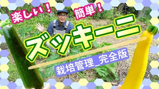 【ズッキーニ_栽培管理】定植初期から収穫まで完全版