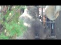 gorilla kintaro funny and manly video 😆😆😆 kyoto city zoo 2023