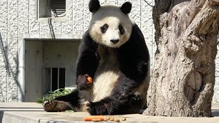 笹よりもニンジン優先！！ おやつの場所がにおいでわかるタンタン🎵 #王子動物園🐼