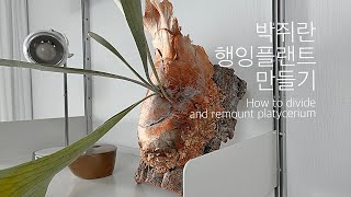 박쥐란 행잉플랜트 만들기 How to divide and remount platycerium