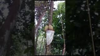 Jackfruit harvest device // (ചക്ക ഇടുന്ന ഉപകരണം)....