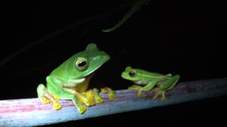 Malabar gliding frog and rachophorus Lateralis