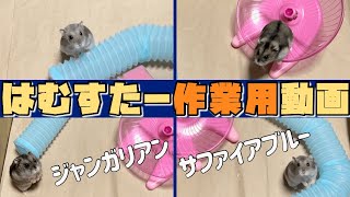 【作業用動画/疲れた時などの癒しに】新しい遊具で遊ぶハムスター達を観察してみた