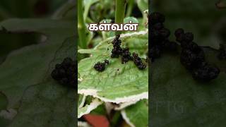 கற்பூரவல்லியை தின்னும் கள்வன் 💯🌳💥 #shortsvideo #garden #gardendesign #terracegarde #plants