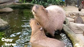 すりすり匂いをつけられて まんざらでもないカピバラさん。Capybaras Love Marking/神戸どうぶつ王国