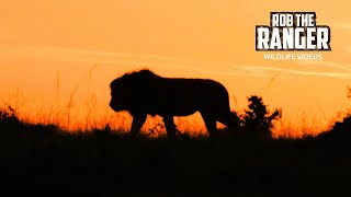 Lion Pride At Sunrise | Lalashe Maasai Mara Safari