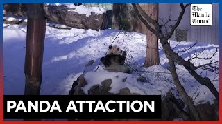 Giant panda pair to debut in DC zoo