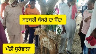 ਬਰਬਰੀ ਬੱਕਰੇ ਦਾ ਲਾਈਵ ਸੌਦਾ / Mandi Surewala #bakramandipunjab #goat #goatfarming #tungwalibakramandi