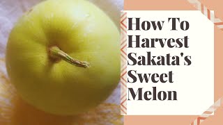 The AMAZING Sakata's Sweet Melon 🍈 When/How to Harvest This Remarkable, Fun-Size Fruit