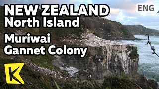 【K】New Zealand Travel-North Island[뉴질랜드 여행-북섬]무리와이 가넷 서식지/Muriwai Gannet Colony/Beach/Aukland