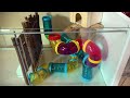 happy the hamster’s 4 year journey sir hamsterlot’s ikea mansion 1.5 hours