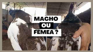 COMO SABER SE O PAVÃO É MACHO OU FÊMEA ??