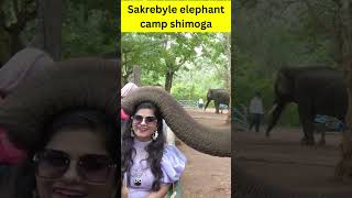 sakrebailu elephant camp #shimoga  #shorts #shortsvideo #ytshorts