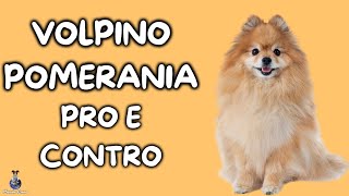 Volpino Pomerania: Pro e Contro