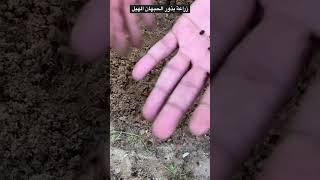 أسهل وأسرع طريقة لزراعة بذور الحبهان الهيل 🌱 #agriculture #زراعة #حبهان