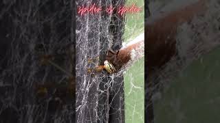 Spider vs Spider #Shorts