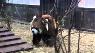 【笹を食べる】レッサーパンダ/上野動物園 (Lesser panda)