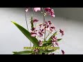 oncidium jairak fragrance好闻的杂交文心兰 orchid 蘭花 兰花 gardeningtherapy anggrek oncidium bungaanggrek