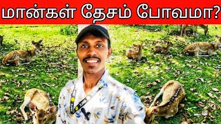 திருகோணமலையில் இப்படி ஒரு மான்கள் தேசமா? #maan #trinco #vlog