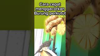 Cara cepat menggacorkan burung perkutut #CSchannel #affachannel #perkututlokal