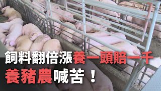 飼料翻倍漲”養一頭賠一千”  養豬農喊苦！【央廣新聞】