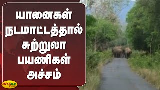 யானைகள் நடமாட்டத்தால் சுற்றுலா பயணிகள் அச்சம் | Papanasam | Elephant | Tourists Feared