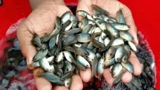 Vietnam koi fish farming | ভিয়েতনাম কই কি ভাবে চাষ হয়, খরচ কত আর লাভ কত, জানতে ভিডিওটি দেখুন,,,