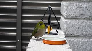 メジロ　みかんと砂糖水 どちらが好み？　Japanese white-eye