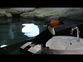 a toco toucan drink water from an automatic faucet in nifrel osaka japan. 自動水栓から水を飲むオニオオハシ